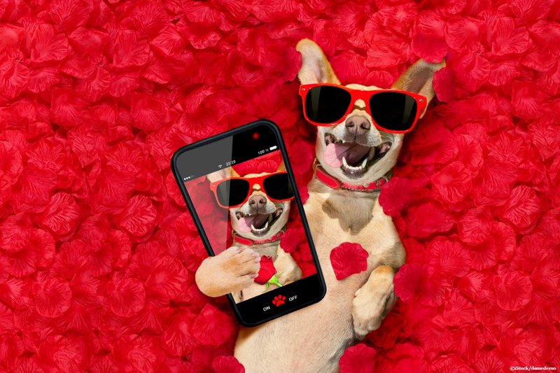 Dog uses snapchat filter